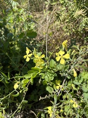 Rhamphospermum nigrum