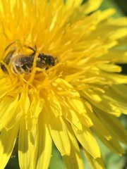 Halictus tripartitus