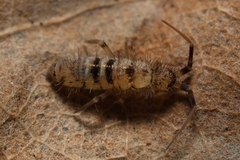 Orchesella
