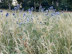 Echinops bannaticus