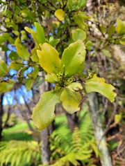 Ileostylus micranthus