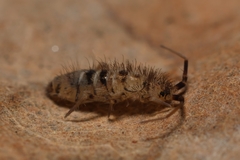 Orchesella