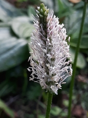 Plantago media