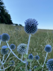 Echinops bannaticus