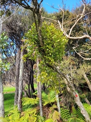 Ileostylus micranthus