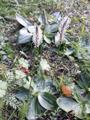 Plantago media