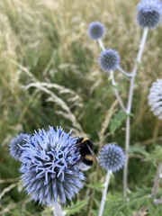 Echinops bannaticus