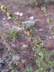 Artemisia alba