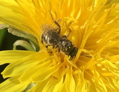 Halictus tripartitus