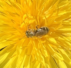 Halictus tripartitus