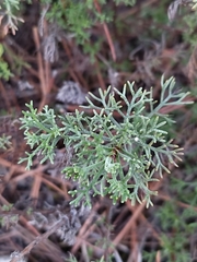 Artemisia alba