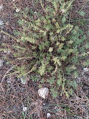 Artemisia alba