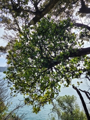 Ileostylus micranthus