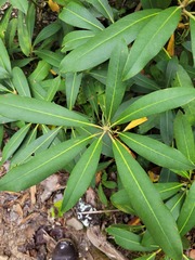 Rhododendron maximum