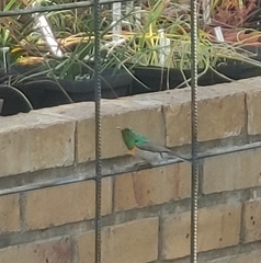 Anthobaphes violacea