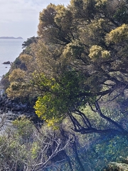 Ileostylus micranthus