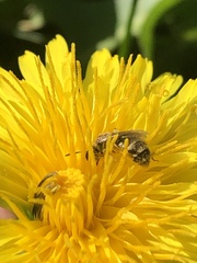 Halictus tripartitus