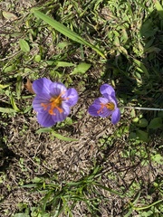 Crocus speciosus