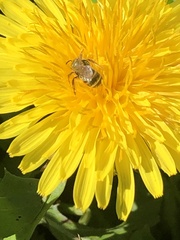 Halictus tripartitus