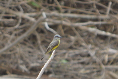 Tyrannus melancholicus