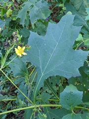 Smallanthus uvedalia