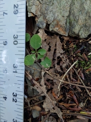 Polygaloides paucifolia