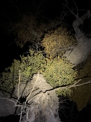 Phoradendron villosum