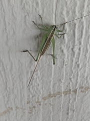 Conocephalus strictus