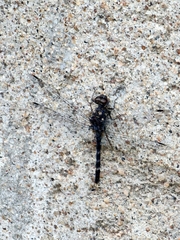 Bradinopyga geminata