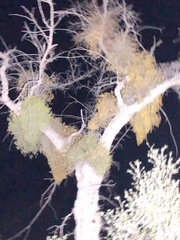 Phoradendron villosum