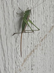 Conocephalus strictus