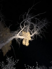 Phoradendron villosum