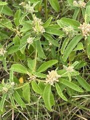Croton glandulosus