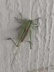 Conocephalus strictus