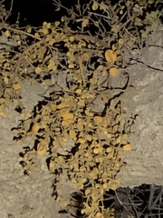 Phoradendron villosum