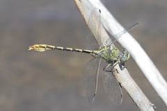 Ophiogomphus arizonicus