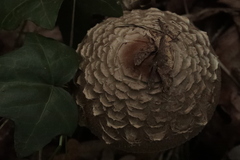Chlorophyllum olivieri