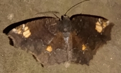 Anisoperas tessellata