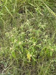 Croton glandulosus