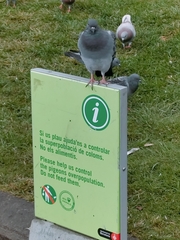 Columba livia domestica