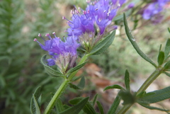 Hyssopus officinalis