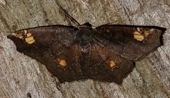 Anisoperas tessellata