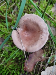 Lactarius glyciosmus