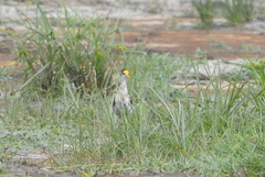 Jacana spinosa