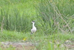 Jacana spinosa