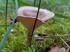 Lactarius glyciosmus