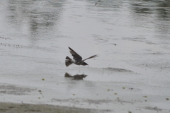 Tachycineta albilinea