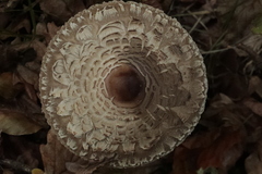 Chlorophyllum olivieri