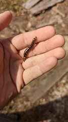 Phrixothrix