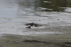 Tachycineta albilinea